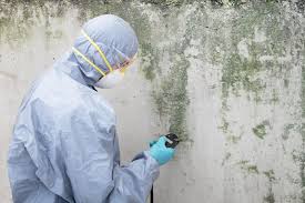 Why You Should Choose Our Mold Remediation Services in Placeholder8